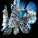 Lion Fish