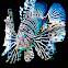 Lion Fish