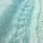 Giant Hermit Crab Tracks