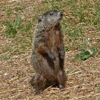 Groundhog