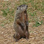 Groundhog