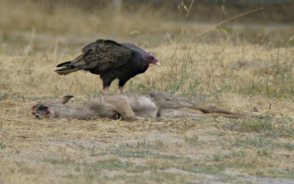 Spotting Image 1