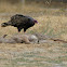 Turkey Vulture