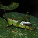 Gladiator Katydid