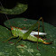 Gladiator Katydid