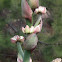 Agave o Maguey