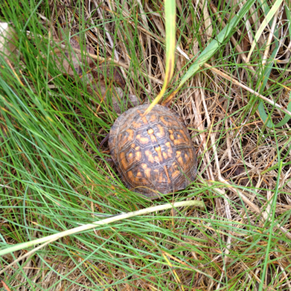 Spotting Image 1