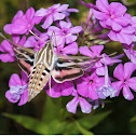 White-lined sphinx hummingbird moth