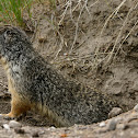Columbian Ground Squirrel