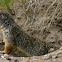 Columbian Ground Squirrel
