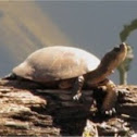 Western pond turtle (Clemmys marmorata)