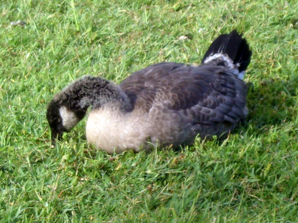Spotting Image 1