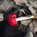 Fungi