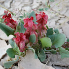 Sorrel