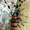 Longhorn Beetle