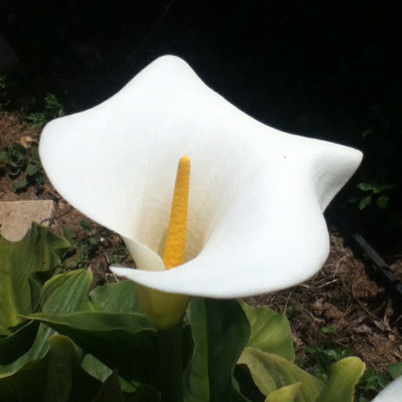 Spotting Image 1