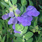 Skullcap