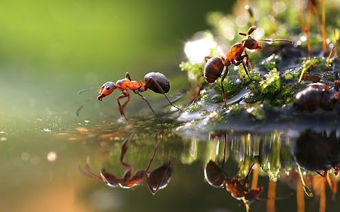 How to mod Ants Wallpaper HD 1.0 mod apk for bluestacks