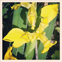 Yellow Iris