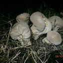 Pestle Puffball?