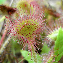 Round Leaved Sundew