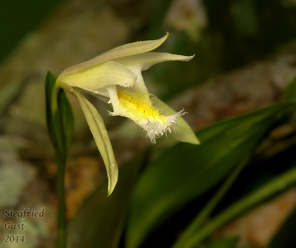 Nightblooming Orchid Project Noah