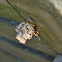 Wasp