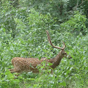 Spotted Deer