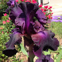 Iris