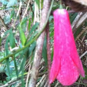 Copihue
