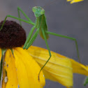 Praying Mantis
