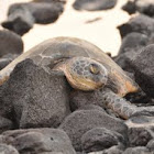 Green sea turtle