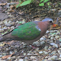 Common Emerald Dove