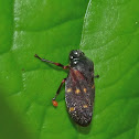 Spittle bug