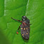 Spittle bug