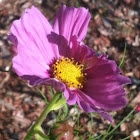 Purple Cosmos