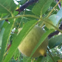Black walnut