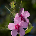 Burr Mallow