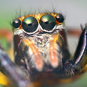 Jumping spider