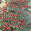 Cotoneaster