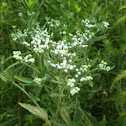 Late-flowering Boneset