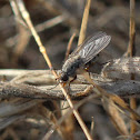 Kelp Fly