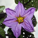 Eggplant