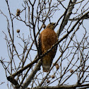Red-shouldered Hawk