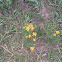 Bitterweed 