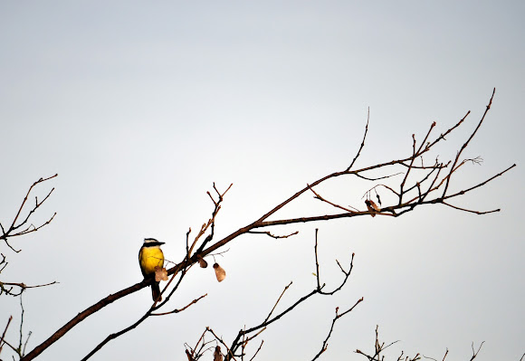 Spotting Image 1