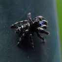 Jumping Spider