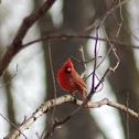 Cardinal
