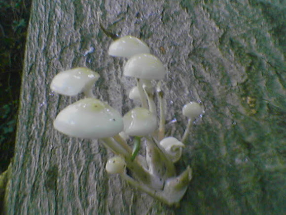 Spotting Image 1