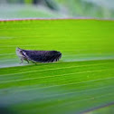 Leaf hopper